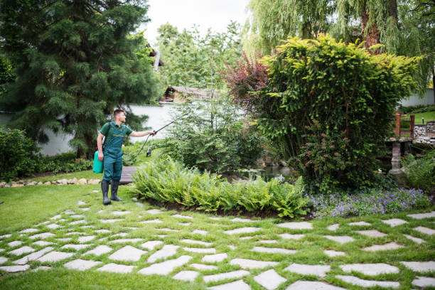 Best Local Pest Control Services  in Little Flock, AR