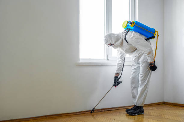 Best Best Pest Control Companies  in Little Flock, AR