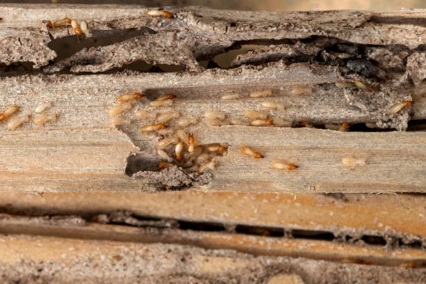 Best Termite Control Services  in Little Flock, AR