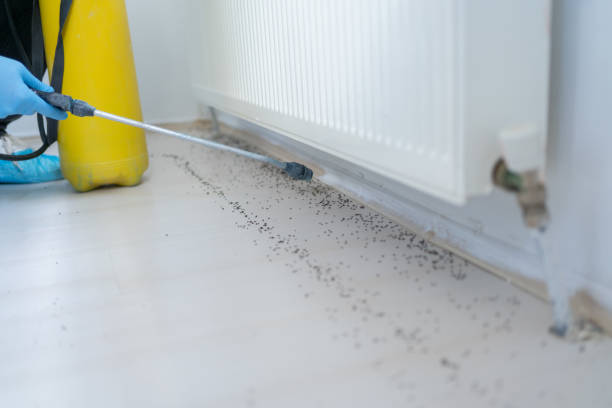 Best Residential Pest Control  in Little Flock, AR