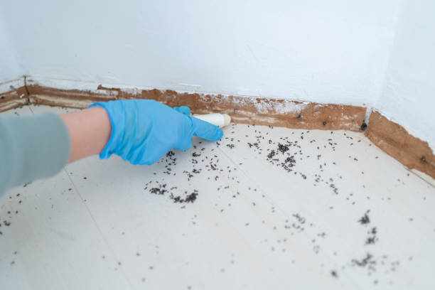 Best Pest Inspection Near Me  in Little Flock, AR