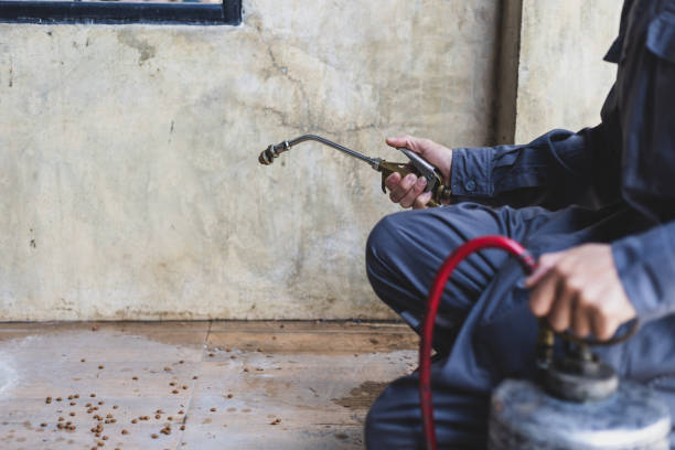 Best Best Pest Control Companies  in Little Flock, AR