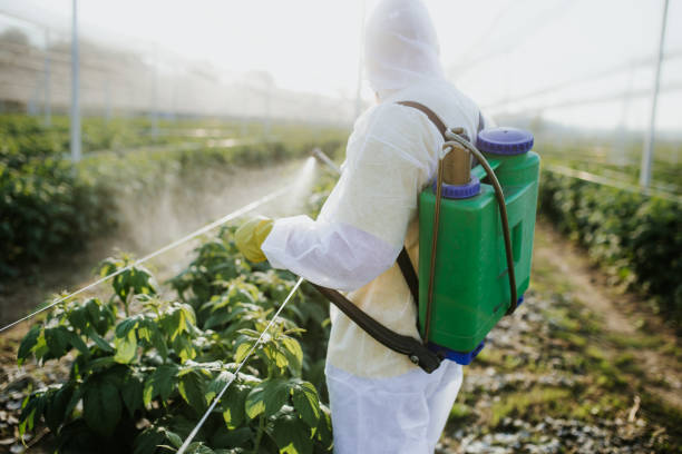 Best Best Pest Control Companies  in Little Flock, AR